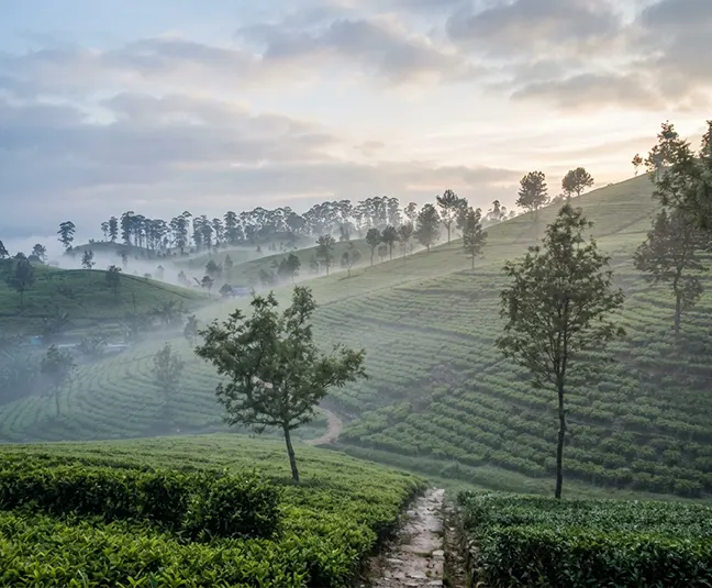 Haputhale tea estate viewpoint